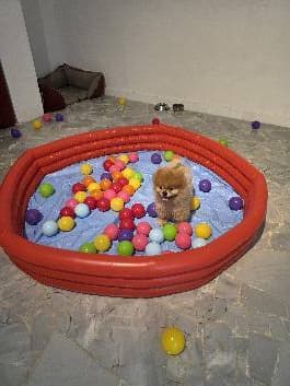 Mini PUPPY EG