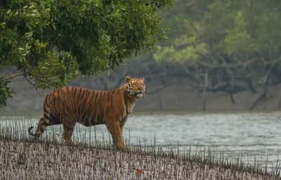 Sundarbans Wilderness Adventure: 3 Days of Mangrove, Rivers & Wildlife